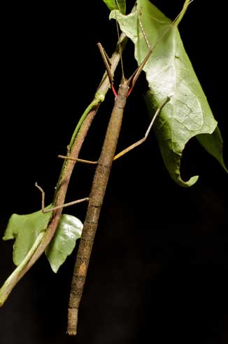 Adult female Indian walking stick, <i>Carausius morosus</i>, with distinguishing red markings at the base of the front legs.