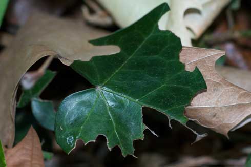 Feeding damage on leaf caused by Indian walking sticks, <i>Carausius morosus</i>.