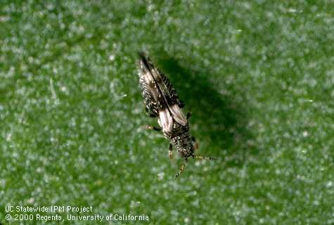 Adult bean thrips.