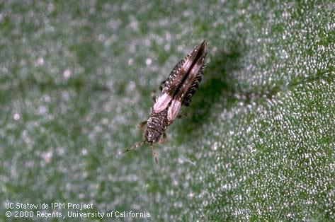 Adult bean thrips.