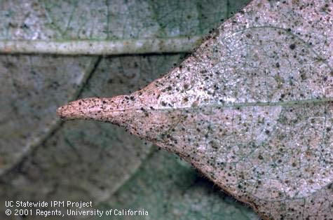 Crop damaged by bean thrips.