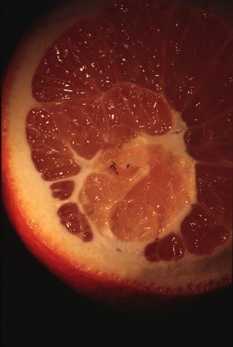 Adult bean thrips, <i>Caliothrips fasciatus,</i> contaminating the navel of an orange are revealed by cutting through a ripe fruit.