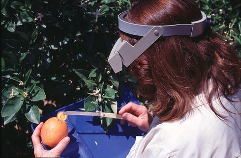 A hands-free magnifier is a useful accessory when cutting fruit to monitor for adult bean thrips, <i>Caliothrips fasciatus.</i>.