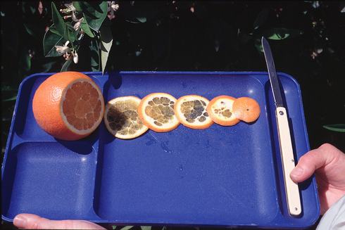 To monitor for bean thrips, <i>Caliothrips fasciatus,</i> place thin slices of a ripe fruit on a blue or white tray to see if the navel is contaminated with blackish adult thrips.