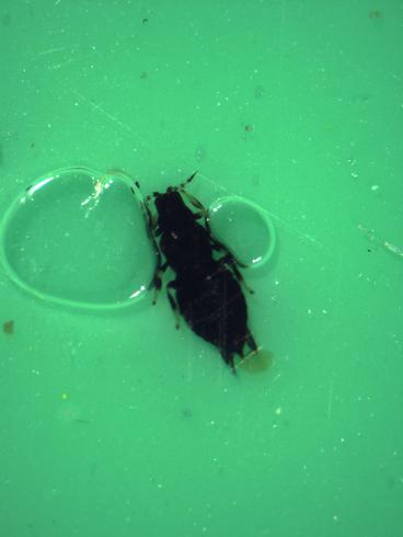 Adult bean thrips, <I>Caliothrips fasciatus</I> caught in a green sticky trap.