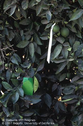 Green sticky trap hanging in a citrus tree.  