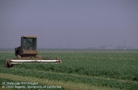 Harvest of alfalfa.