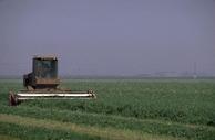 Harvesting alfalfa