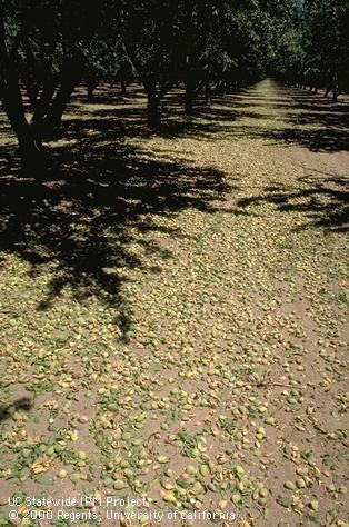 Harvesting practices showing almonds on the ground.