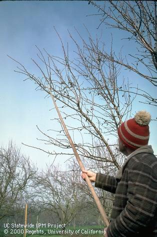 Using a pole to knock down mummies (old, unharvested nuts) so they can be destroyed to reduce the overwintering population of navel orangeworm, <i>Amyelois transitella</i>.