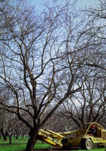 Shaking mummy nuts from almond tree in winter.