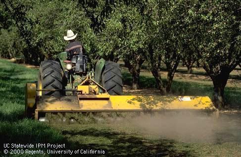 Weed control in almond.