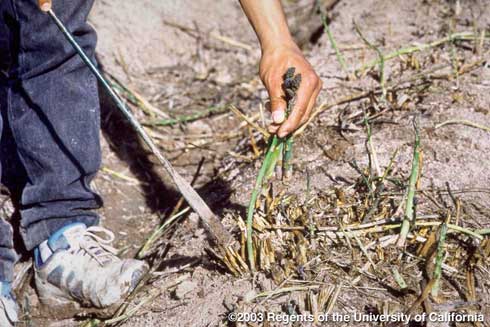 Harvesting asparagus, <i>Asparagus officinalis</i>, spears.