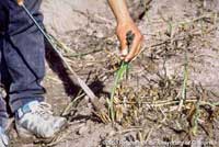 Harvesting asparagus.