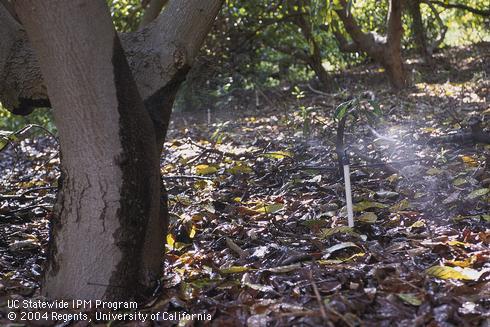 Microsprinkler irrigation in an avocado orchard.  