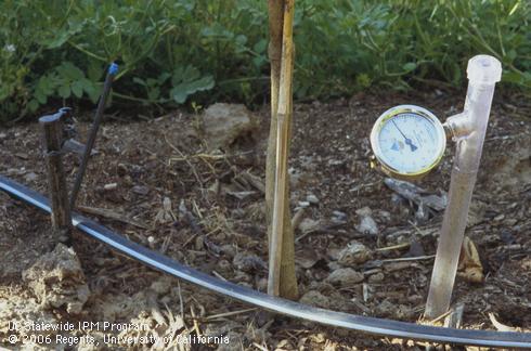 Metal tensiometer with vacuum pressure gauge adjacent to a microirrigation sprinkler emitter. 