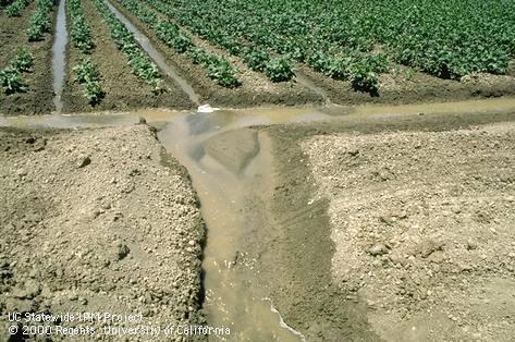 irrigation runoff Yolo County Credit: Jack Kelly Clark