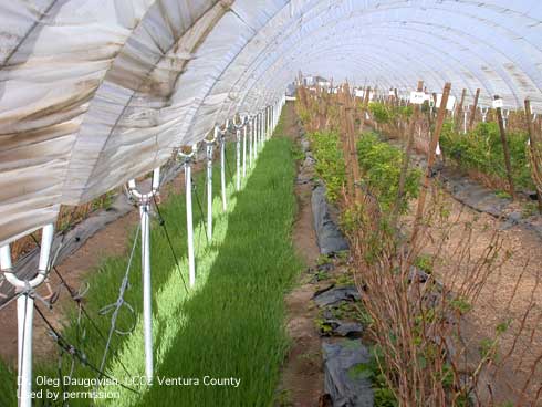 Cover crop growing in the anchor row in caneberry tunnel production.