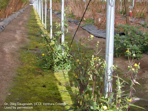 Weeds growing in anchor row in caneberry tunnel production.