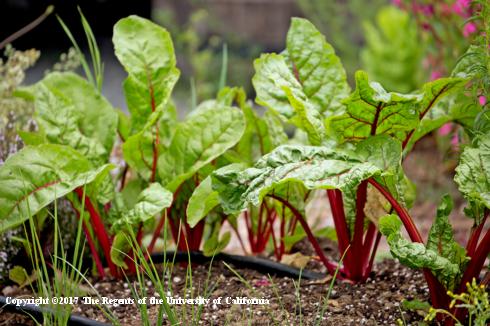 Chard plants, <i>Beta vulgaris</i> var. <i>cicla</i>, growing in soil.