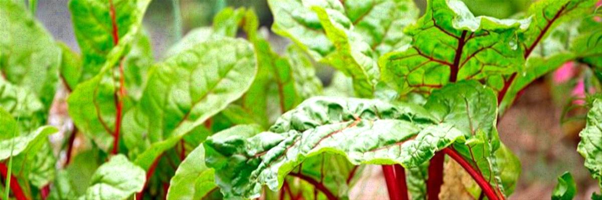 Small chard plants with red stems growing in a garden bed.; CA Credit: Evett Kilmartin