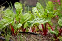 Chard plants.