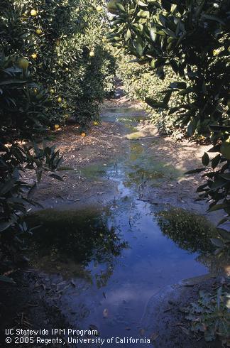 Poor irrigation management has led to standing water in this navel orange grove. 