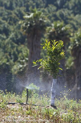 Microsprinkler irrigation of a young citrus tree.  