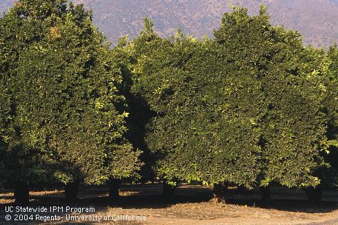 A mature citrus tree skirt-pruned to control brown rot disease, snails, and flightless insects. 