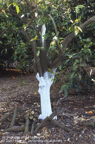 Severely pruned tree with whitewashed trunk.  