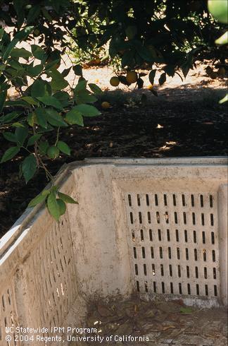 Harvest bin containing dead leaves and soil, sources of pathogen propagules that may contaminate fruit causing postharvest disease. 