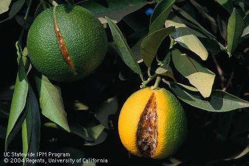 Split fruit developing decay. Credit: David Rosen Citrus tree with cracked Valencia orange fruit, a source of Penicillium sp. and other pathogen propagules that contaminate fruit, causing postharvest disease. Ojai, Ventura Co. Credit: David Rosen