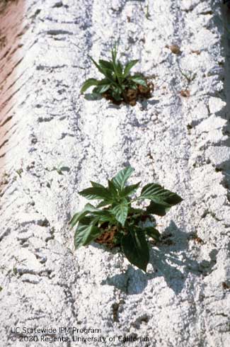 Cucurbit seedlings in a field where white material has been applied to the soil surface to serve as reflective mulch.