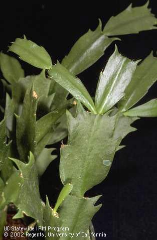 Succulent, flat, segmented stems of Holiday cactus, <I>Schlumbergera</I> 'Nicole'. 