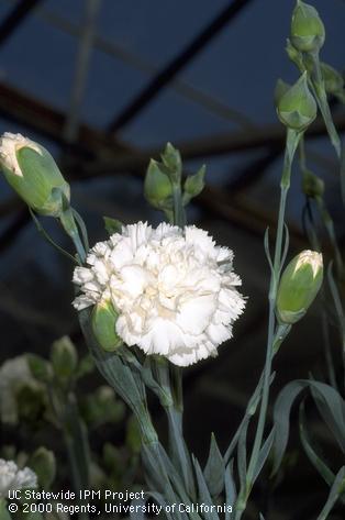 White carnation blossoms and unopened buds.