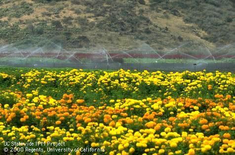 Irrigating newly planted soil beyond a marigold field.