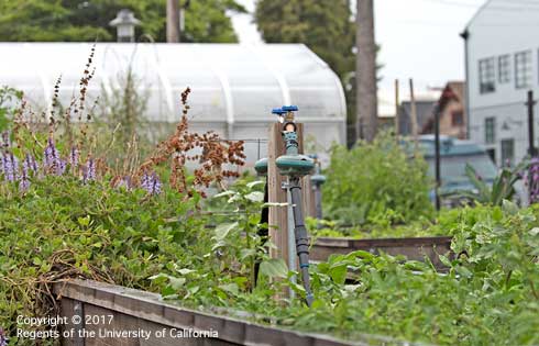 Irrigation shut off valve in raised beds on urban farm.