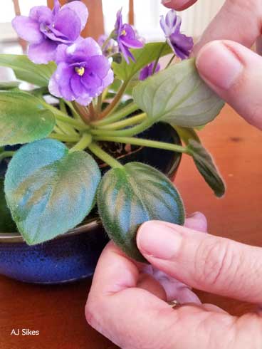 Examining an African violet plant for pests.