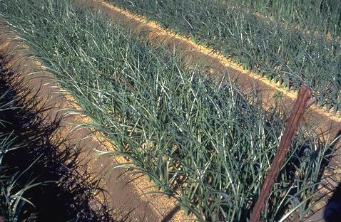 Iris planting beds with mulch of rice hulls.