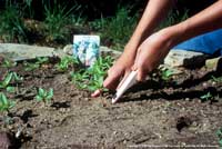 Transplanting plants in a raised bed.