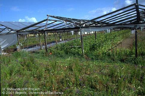 Sanitation in flower crops.