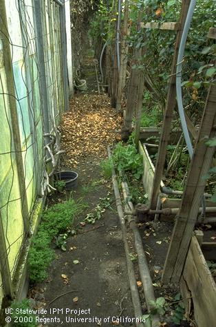 Sanitation in flower crops.