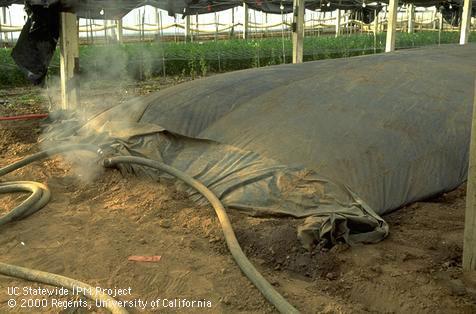 Tarps and distribution hoses used for steam heat pasteurization of soil.