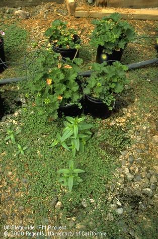 Weed control in floriculture.