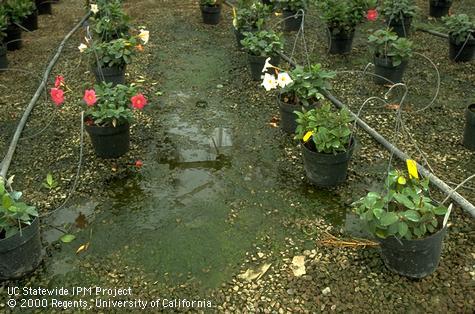 Weed control in floriculture.