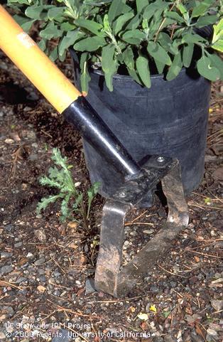 Controlling common groundsel with a shuffle, scuffle, or hula hoe.