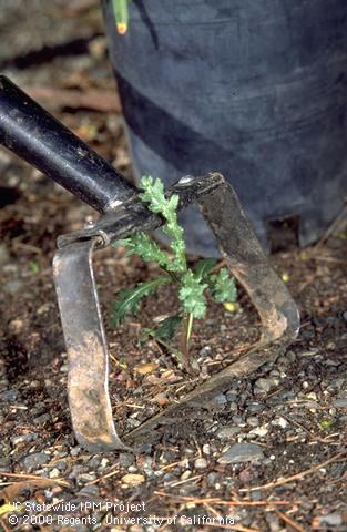 Controlling common groundsel with a shuffle, scuffle, or hula hoe.