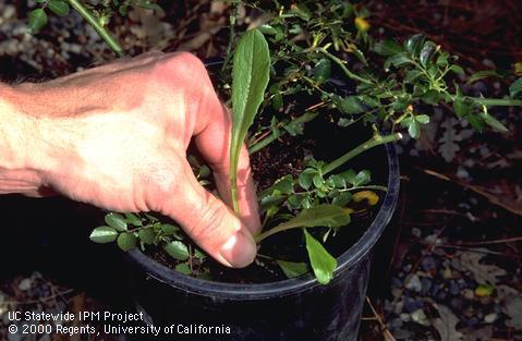 Hand-pulling a young prickly lettuce infesting container miniature rose.