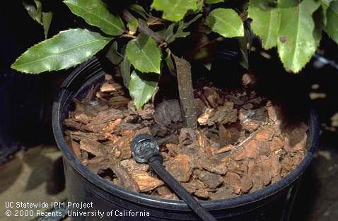 Redwood bark chip mulch for weed control on a container surface.