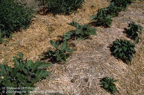 Straw mulch.